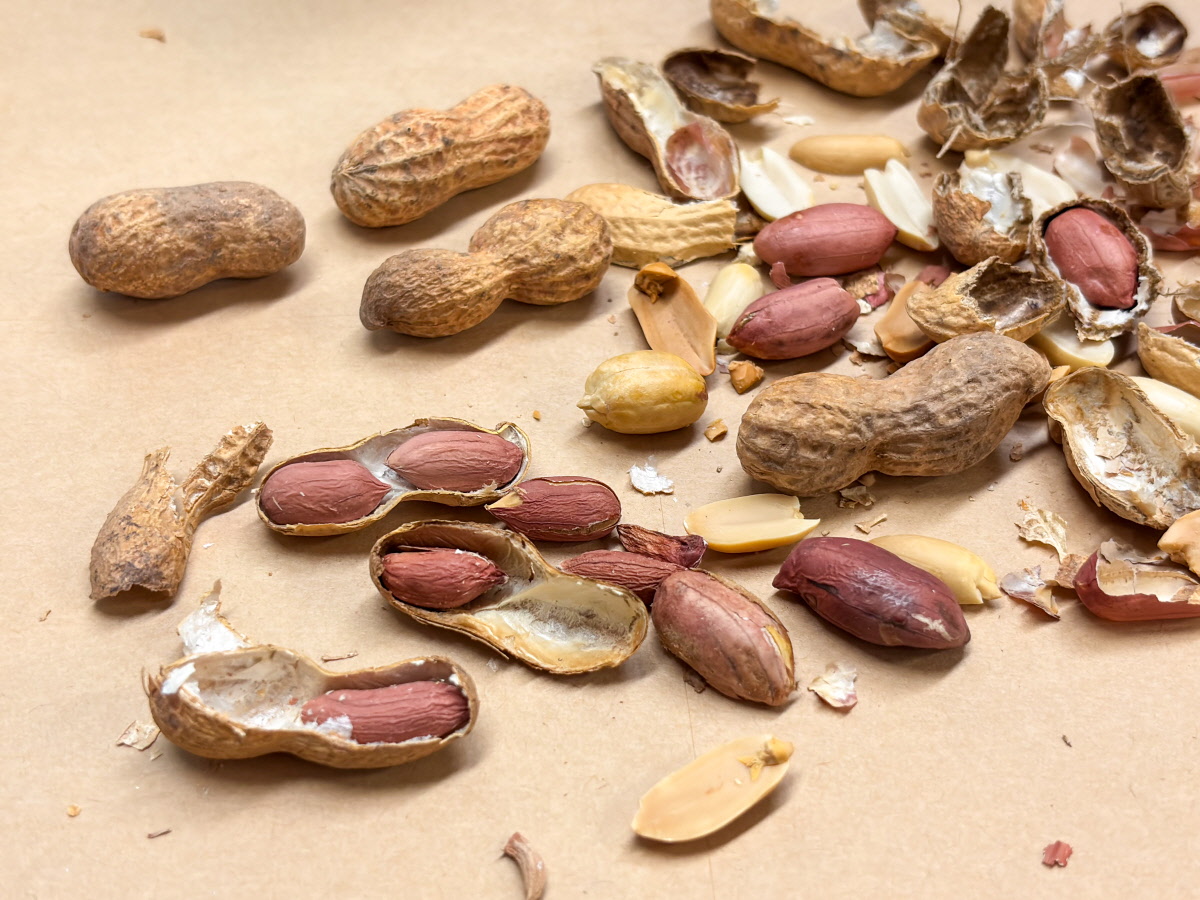 바닥에 펼쳐진 볶은 피땅콩과 껍질 국산 견과류 땅콩조림 재료