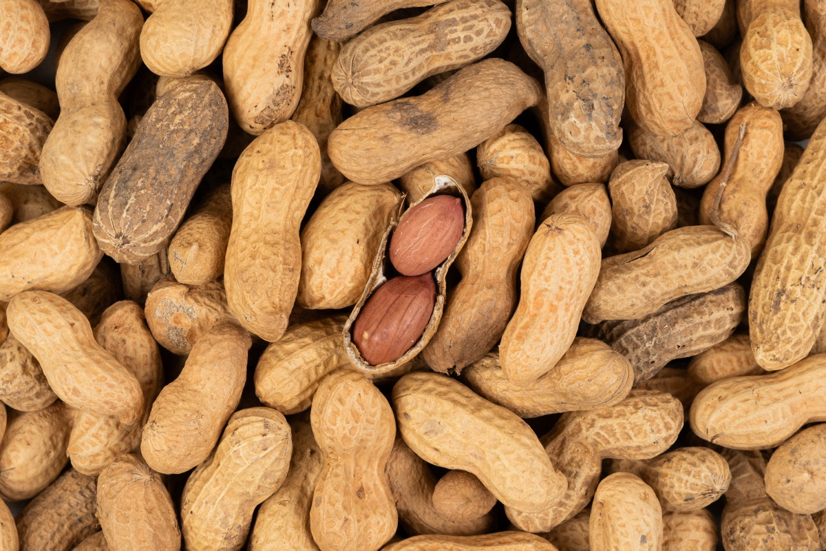 알이 굵은 국산 볶은 피땅콩 정월대보름 부럼 깨기 건강 간식