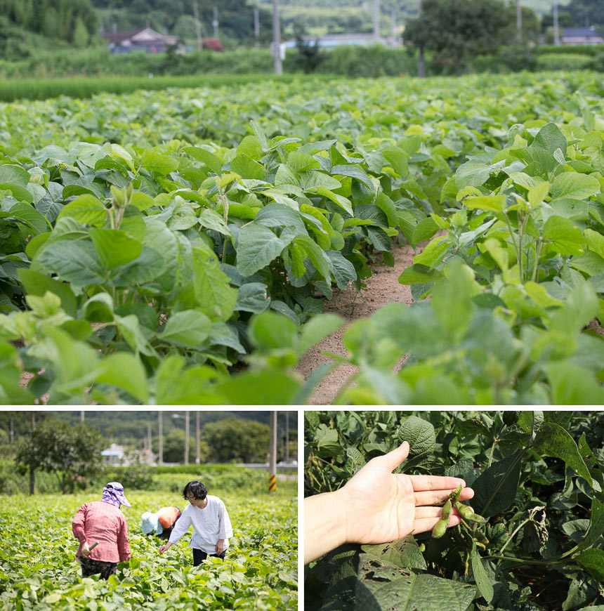 싸리재마을 인근에서 재배되는 서리태 밭과 함께 주민분들이 일하시는 모습이 보여지고 있다. 그리고 초록색으로 띄고 있는 서리태콩을 손으로 잡고있다. 