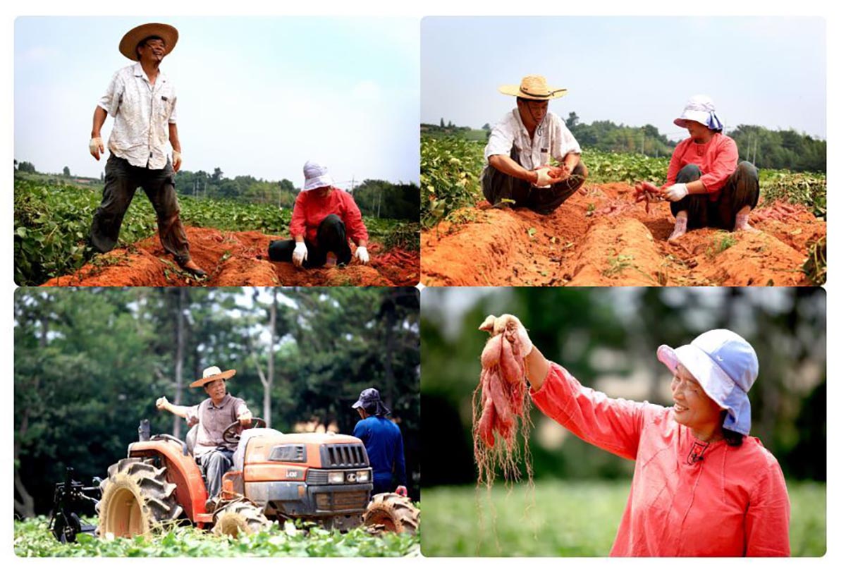 행복한 고구마의 김용주, 이정옥 농부님의 유기농 무를 수확하는 모습