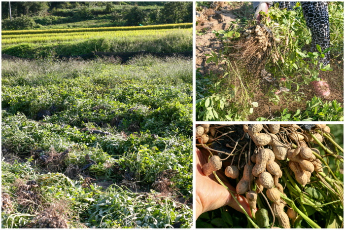 전북고창 들녘에서 땅콩을 수확하는 장면으로, 밭에서 뿌리째 캐낸 생땅콩이 흙과 함께 보여져 국내산땅콩의 산지 분위기를 전함.