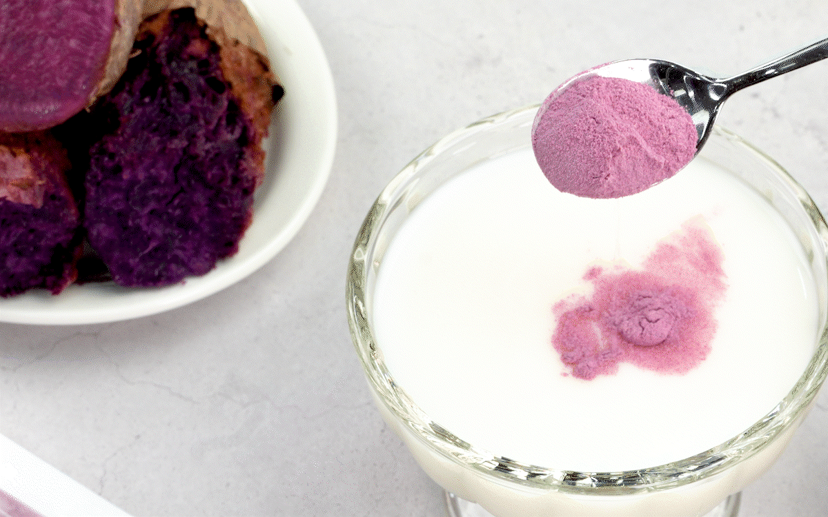 보라고구마로 만든 자색고구마분말을 우유 위에 한 스푼 올리는 장면으로, 곱게 분말화된 보라색 고구마가 천천히 녹으며 고운 핑크빛을 띠는 모습