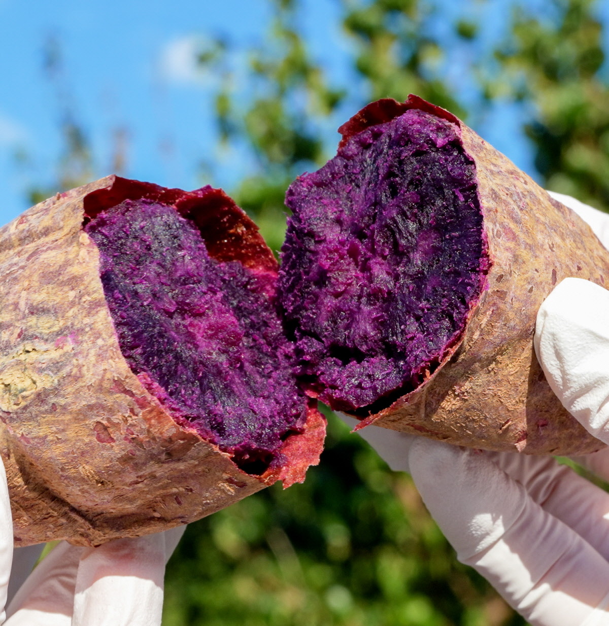 햇살 아래에서 껍질을 반으로 갈라 속이 진한 보라색으로 빛나는 국산 자색고구마의 단면, 촉촉한 질감이 느껴지는 모습