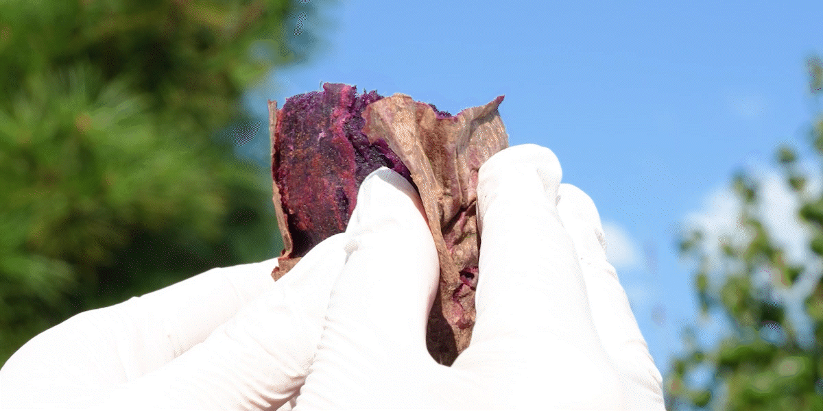 햇빛 아래에서 자색고구마 껍질을 벗겨낼 때 드러나는 윤기 있는 보라색 속살, 부드럽고 찐득하게 익은 질감이 강조된 장면