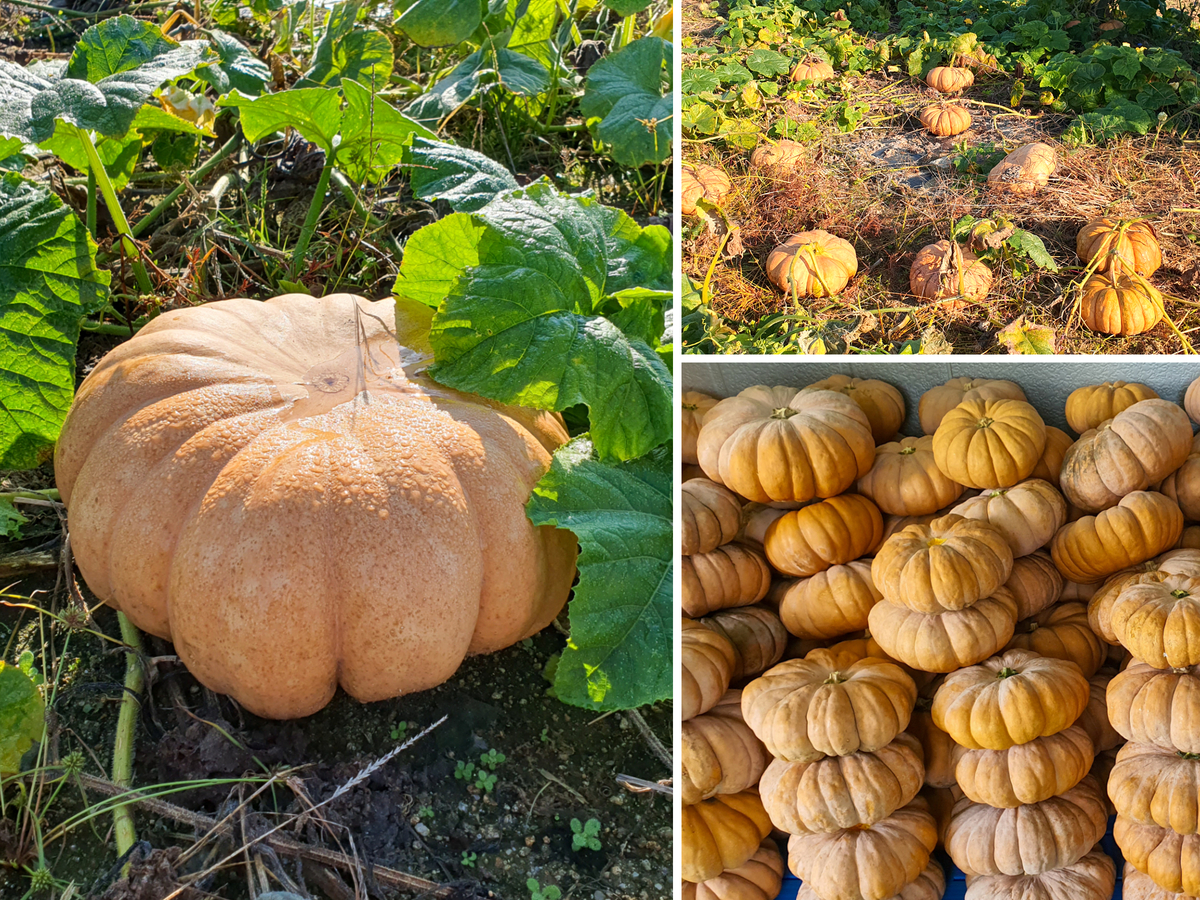 싸리재마을 주민들이 국산 늙은 호박을 재배하고 있는 밭의 모습이다.