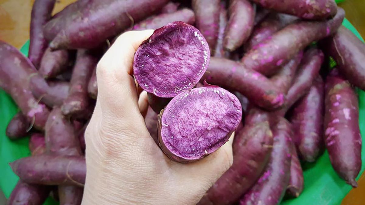 싸리재 흰송편 500g 원재료인 유기농 백미 멥쌀이 그릇에 가득 담겨있다.