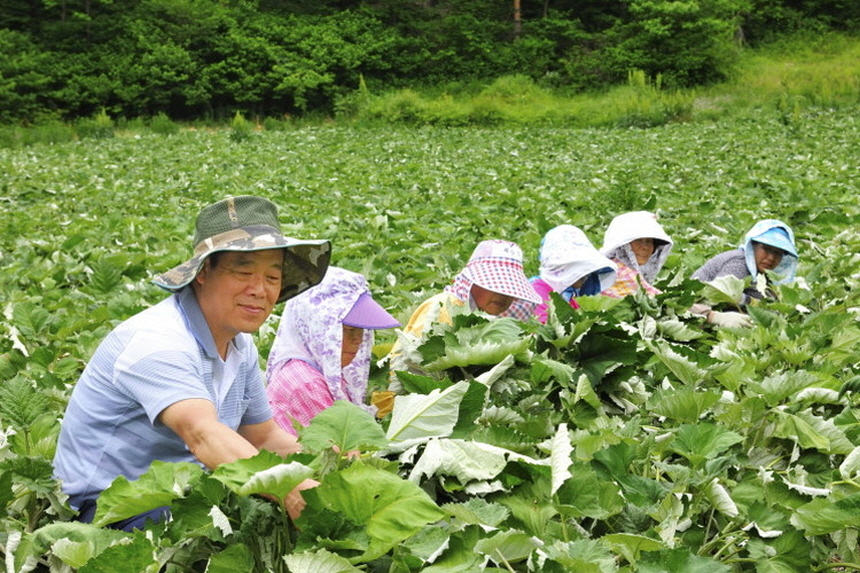 푸른 수리취 잎이 무성한 밭에서 생산자 여섯 명이 모여 앉아 수리취를 수확하고 있습니다.