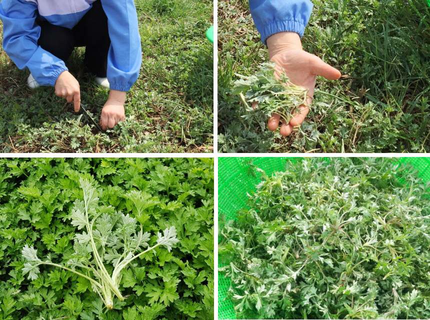 쑥개떡 싸리재 개떡에 쓰는 봄 햇쑥 채취 과정을 네 장면으로 묶어 보여주는 구성으로 밭에서 어린 쑥을 캐는 손길과 손에 올린 연한 쑥 줄기 그리고 수확한 쑥을 모아 둔 모습이 함께 보임