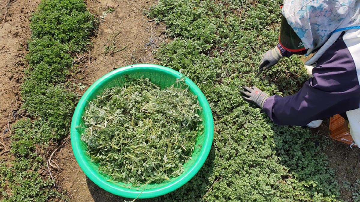 쑥개떡 싸리재 개떡용 쑥을 밭에서 수확하는 장면으로 초록 바구니에 어린 쑥을 담아 두고 작업자가 쑥밭에서 손으로 쑥을 캐고 있는 모습