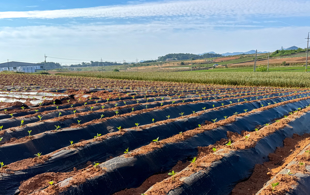 친환경재배 방식으로 관리된 들판에 검정깨 묘종이 일정한 간격으로 심겨 있으며, 넓게 펼쳐진 밭 뒤로 산과 하늘이 이어지는 평온한 농장 풍경.