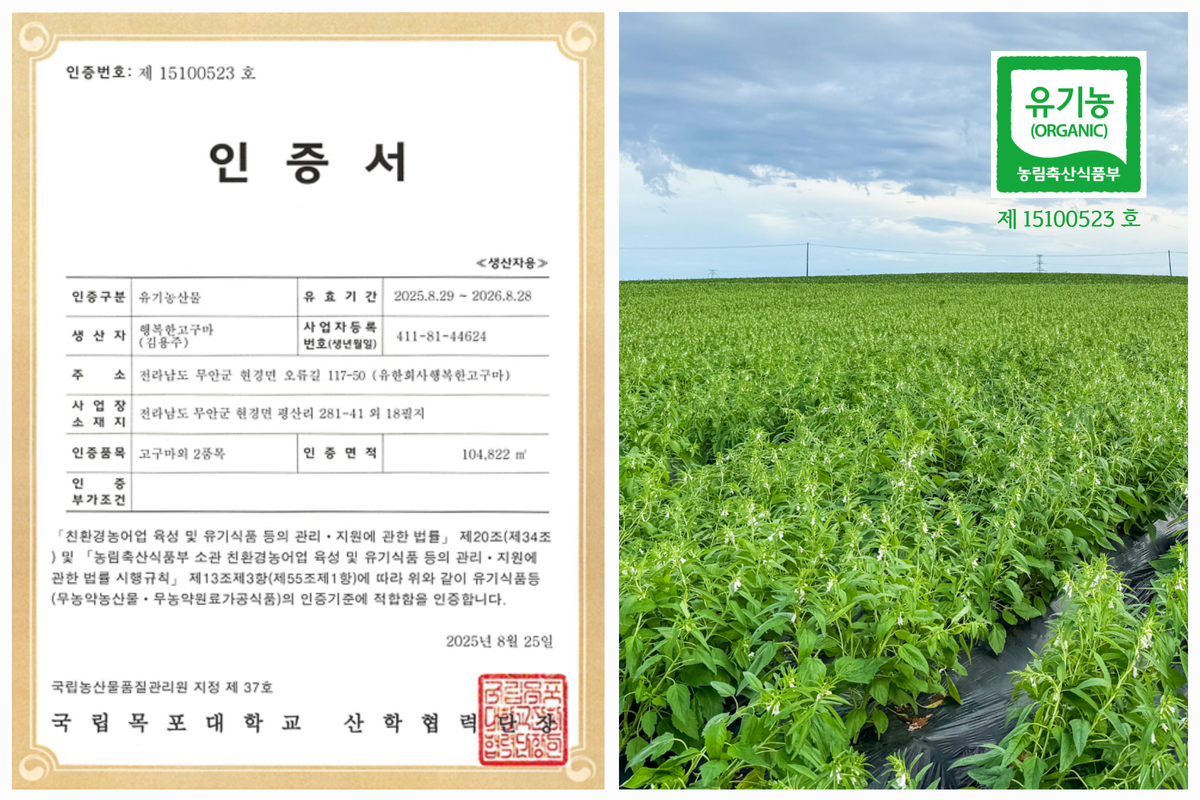 유기농 인증서와 함께 국산검정깨가 자라는 넓은 초록 들판이 연결된 구성으로, 인증번호와 유기농 마크가 선명하게 표시된 장면.