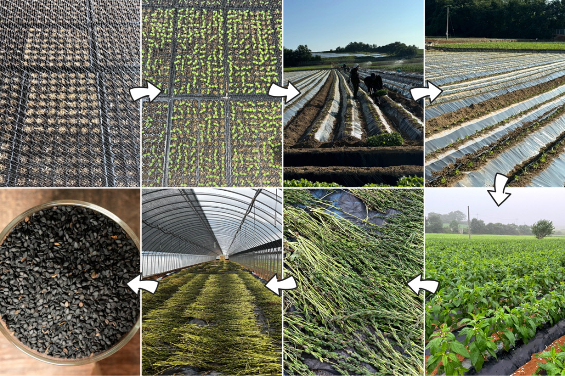 검정깨가 재배되는 과정이 싹 틔움부터 수확, 건조, 정선까지 단계별로 정리된 구성. 국산검정깨의 자라는 과정과 깨가루가 만들어지기까지의 흐름을 화살표로 연결해 보여주는 장면.