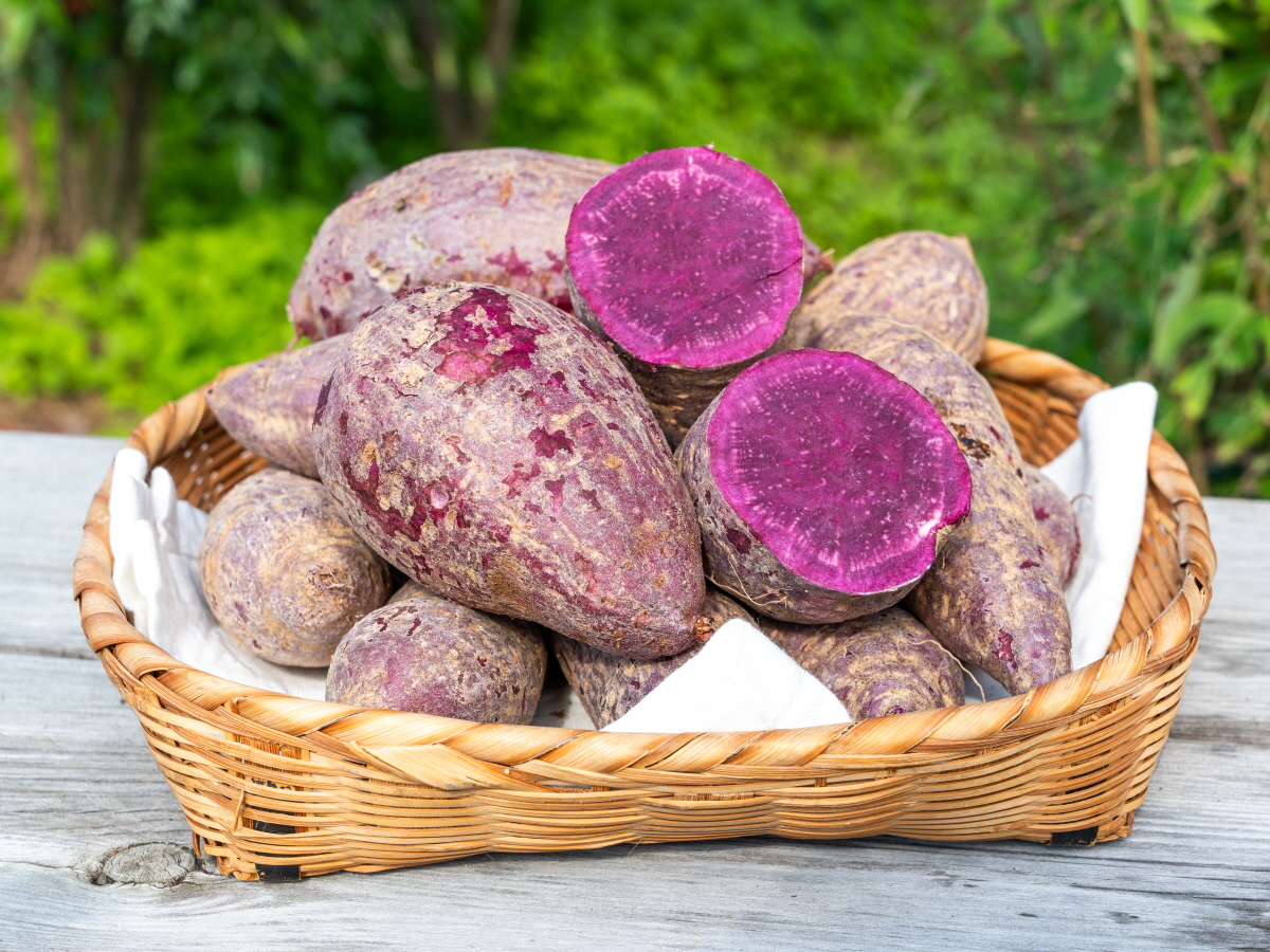 겉껍질이 붉고 속살이 선명한 분홍빛으로 드러난 자색고구마를 접시에 담아놓은 모습으로, 자연 그대로의 색감이 살아있는 신선한 고구마 원물