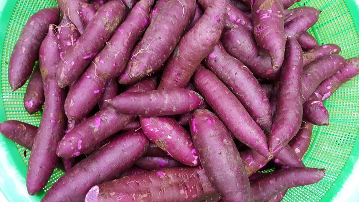 수확 직후 흙이 살짝 묻은 자색고구마가 초록색 바구니에 가득 담겨 있는 장면으로, 풍성하고 싱싱한 농산물의 생생한 질감이 전해짐