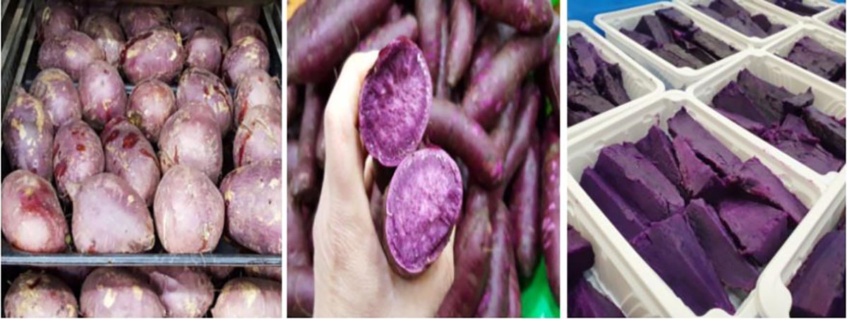 생고구마부터 오븐에 구운 자색고구마까지의 단계를 한눈에 보여주는 구성으로, 원물의 자연색과 구운 후의 진한 색 대비가 돋보이는 이미지