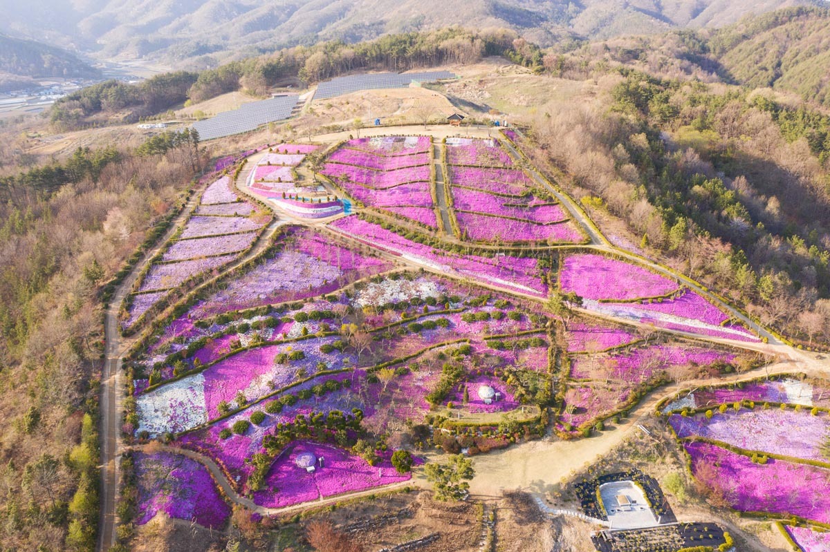 전북 진안 원영장마을 분홍색 꽃잔디가 먼개한 풍경을 드론으로 촬영한 모습
