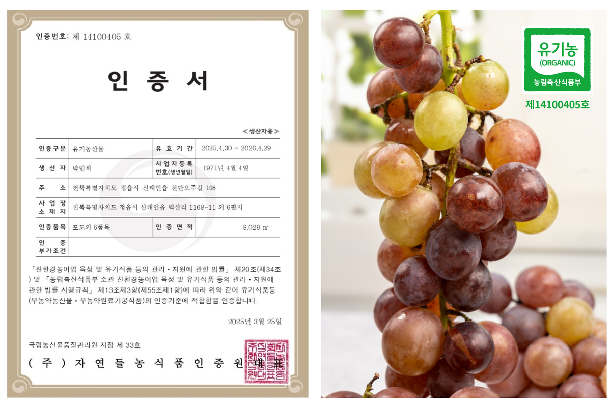 유기농포도 인증서와 포도송이 유기농산물 인증서에 생산자 정보와 인증기간, 인증품목이 적혀 있고 옆에는 물방울 맺힌 유기농과일 포도송이가 클로즈업되어 국산유기농포도 인증을 강조한다.