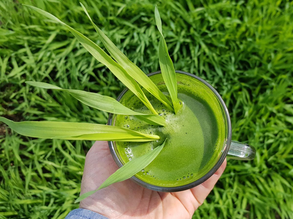 초록 잎이 무성한 보리밭을 배경으로, 한 사람이 한 손 위에 보리순과 물을 섞은 초록빛 액체가 담긴 컵을 올려둔 모습입니다.