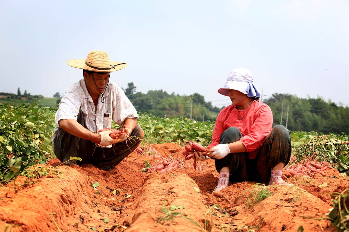 농부 두 사람이 붉은 흙밭에서 농작물을 캐는 모습으로, 친환경재배 농가의 수확 현장을 담아 국산참깨 생산 환경의 신뢰감을 높여주는 장면.