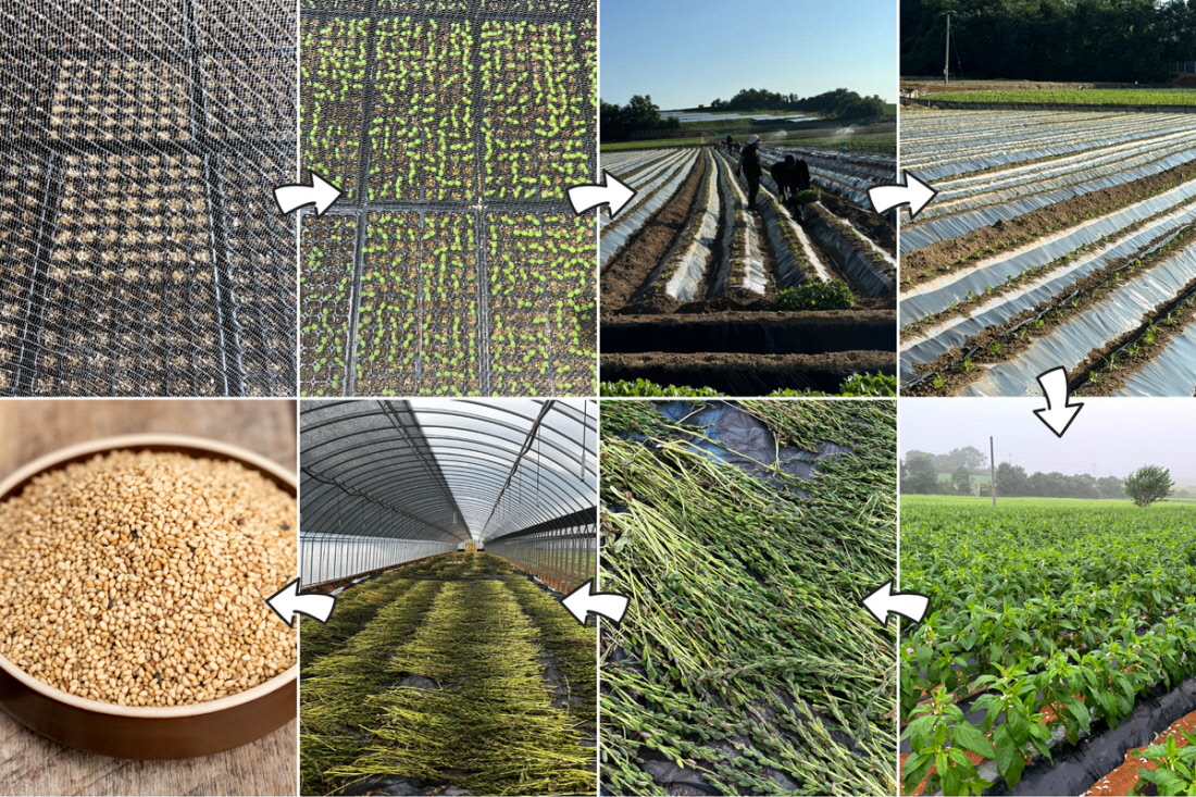 참깨가 싹트는 단계부터 밭에서 자라고 수확 후 건조되는 과정까지를 화살표로 정리한 구성으로, 유기농참깨의 재배부터 통참깨 제조까지 흐름을 한눈에 보여줌.