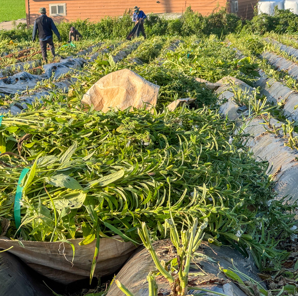 수확한 참깨 줄기가 밭 위에 넓게 펼쳐져 있고 농부들이 줄기를 모아 정리하는 장면으로, 국내산통깨가 자연스럽게 건조되는 모습을 담고 있음.