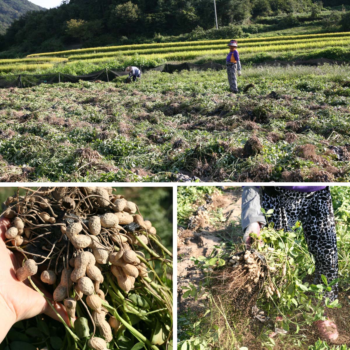 국산 땅콩농장에서 땅콩을 수확하는 모습