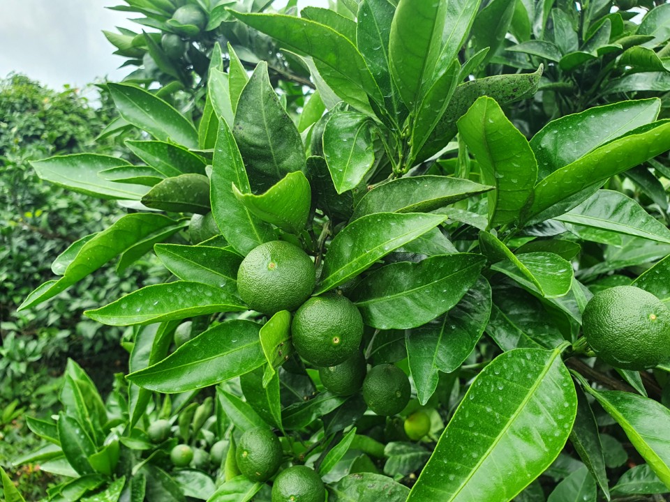 천연간식 과일칩 원물인 청귤이 짙은 초록 잎 사이로 여러 개 달려 있고 표면에 물방울이 맺힌 듯한 가지가 가까이 보이는 과원 풍경