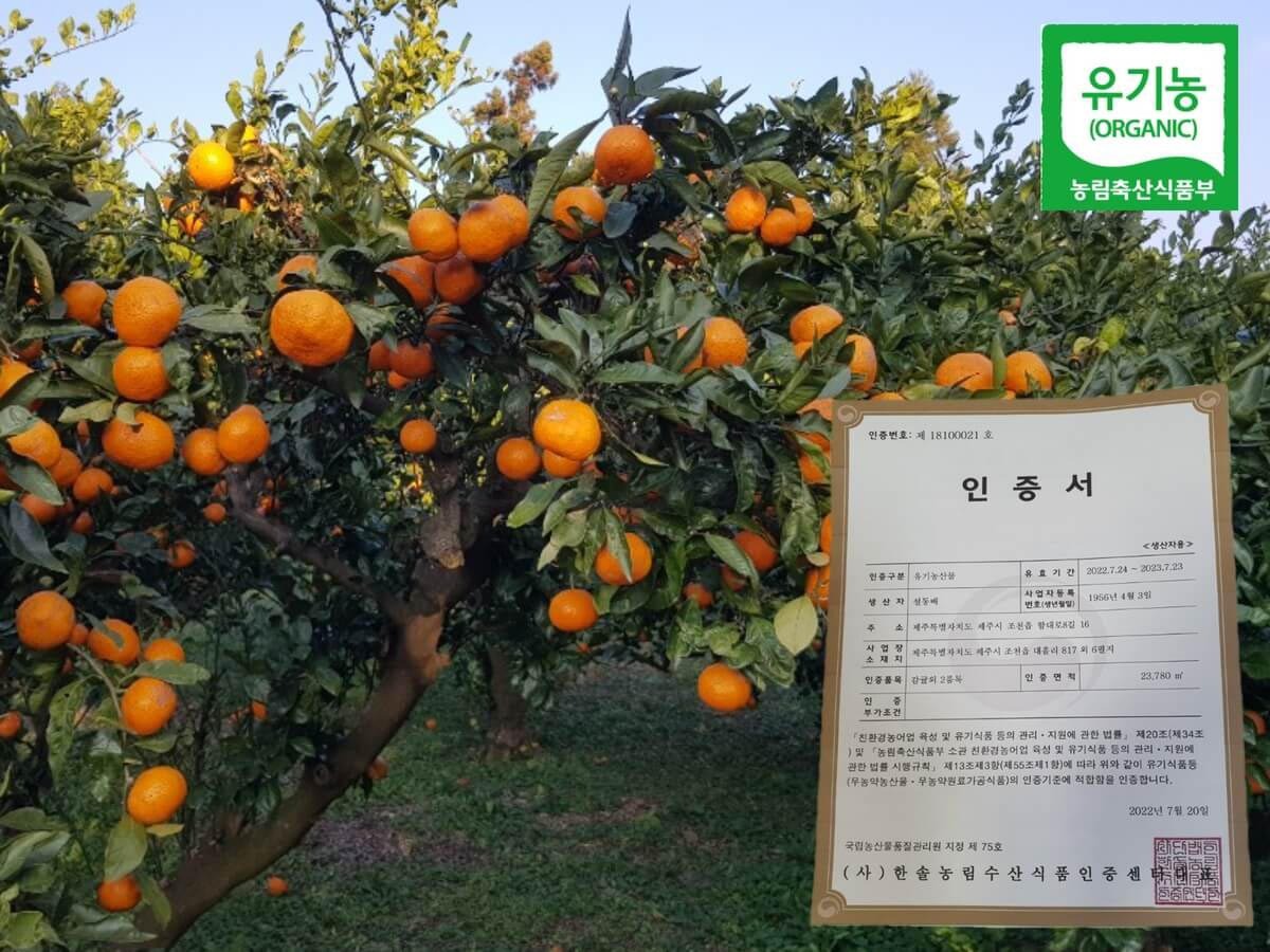 차재료 과일칩 원산지 분위기를 보여주는 감귤 과원에서 주황빛 감귤이 주렁주렁 달린 나무들 사이로 유기농 마크가 보이고 오른쪽에는 인증서 문서가 함께 놓여 있으며 문서 상단에 유기농 ORGANIC 농림축산식품부, 가운데에 인증서 글자가 읽힘
