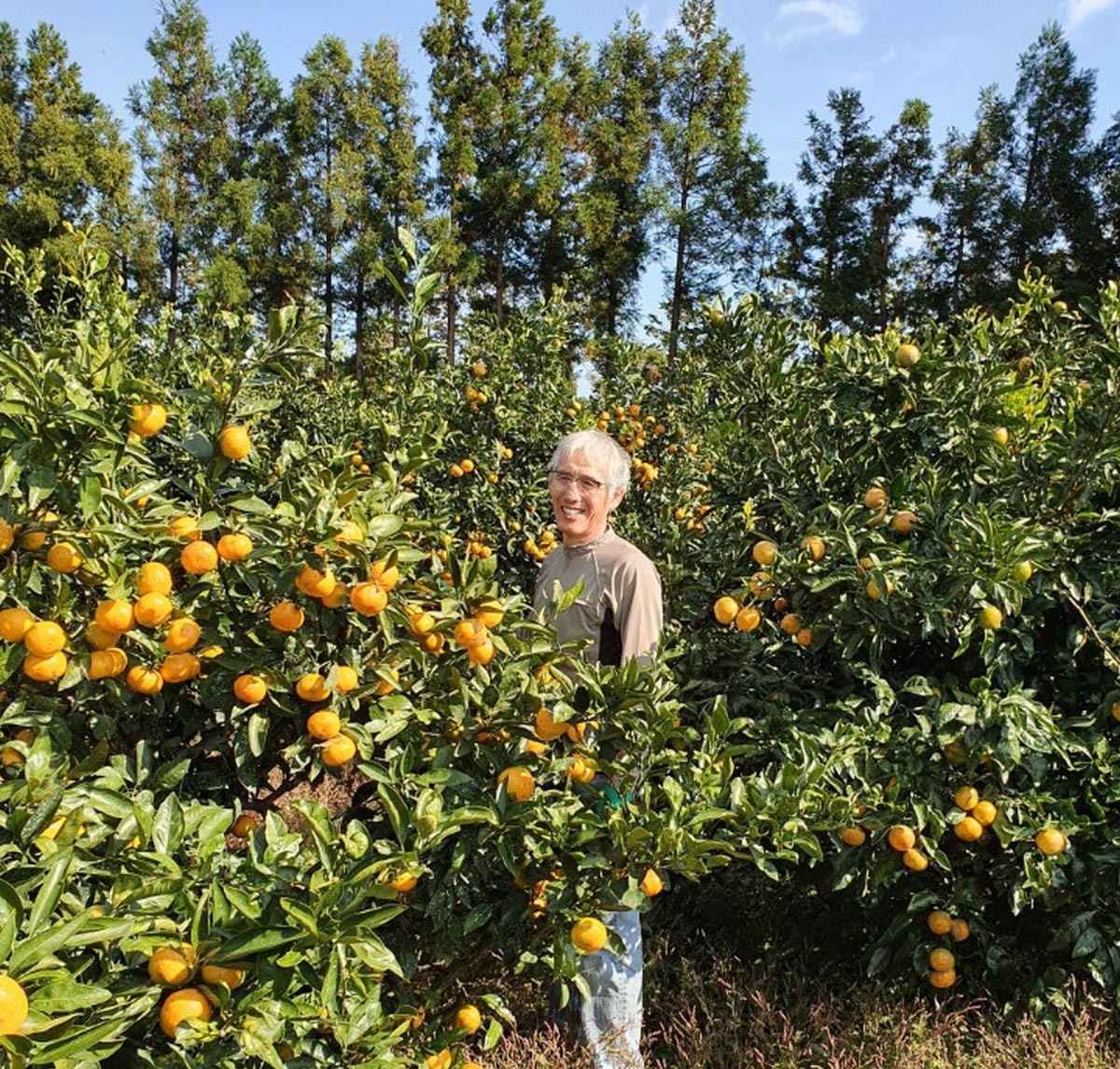 천연간식 홈카페에 어울리는 과일칩 원물 산지로 보이는 감귤 과원에서 주황빛 감귤이 달린 나무들 사이에 작업복을 입은 사람이 서서 미소 짓고 뒤로는 키 큰 나무들이 줄지어 서 있는 맑은 하늘의 농장 풍경