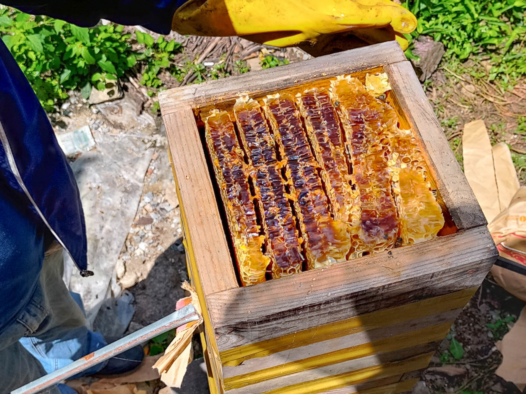 농부가 토종절꿀집과 꿀이 가득차 있는 토종벌꿀집 하나를 들고 있다.