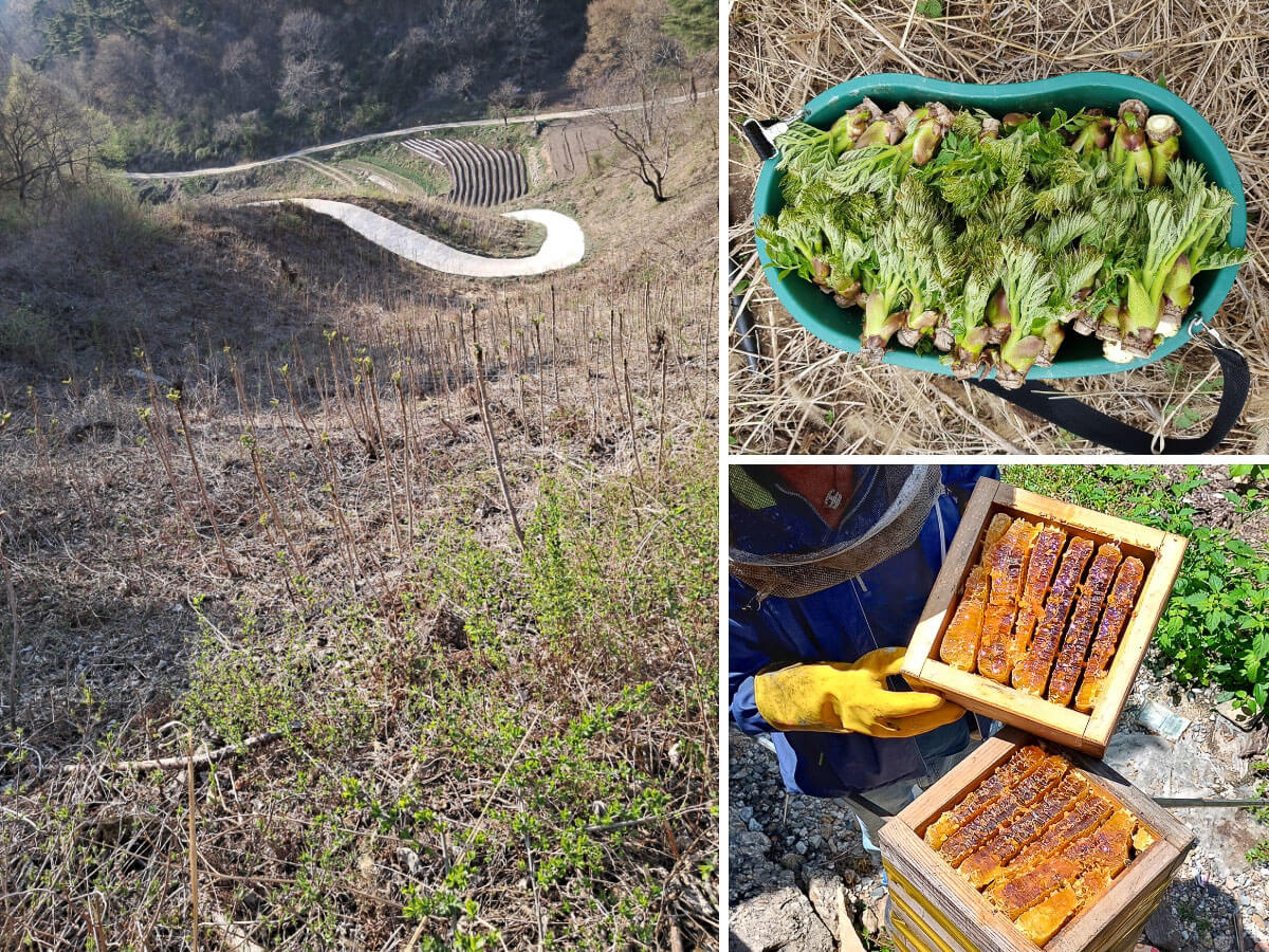 성암마을 뒤산에 야생두룹이 자라고 있고 토종뻘꿀통에서 꿀을 채취하고 있는 모습