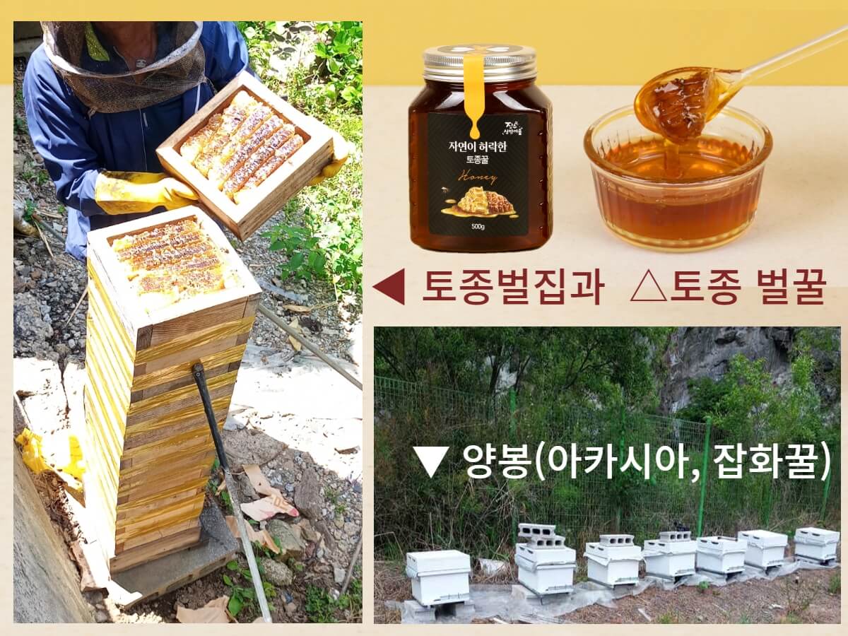 성암마을 뒤산에 야생두룹이 자라고 있고 토종뻘꿀통에서 꿀을 채취하고 있는 모습