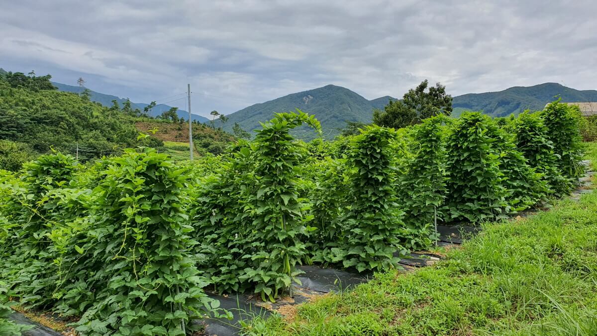 유기농으로 재배 중인 작두콩의 모습