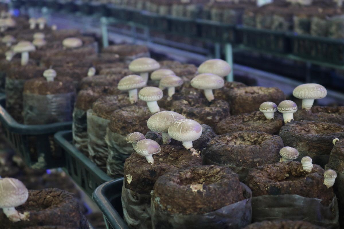 정읍지역자활센터 샘골영농사업단에서 표고버섯을 키우는 모습
