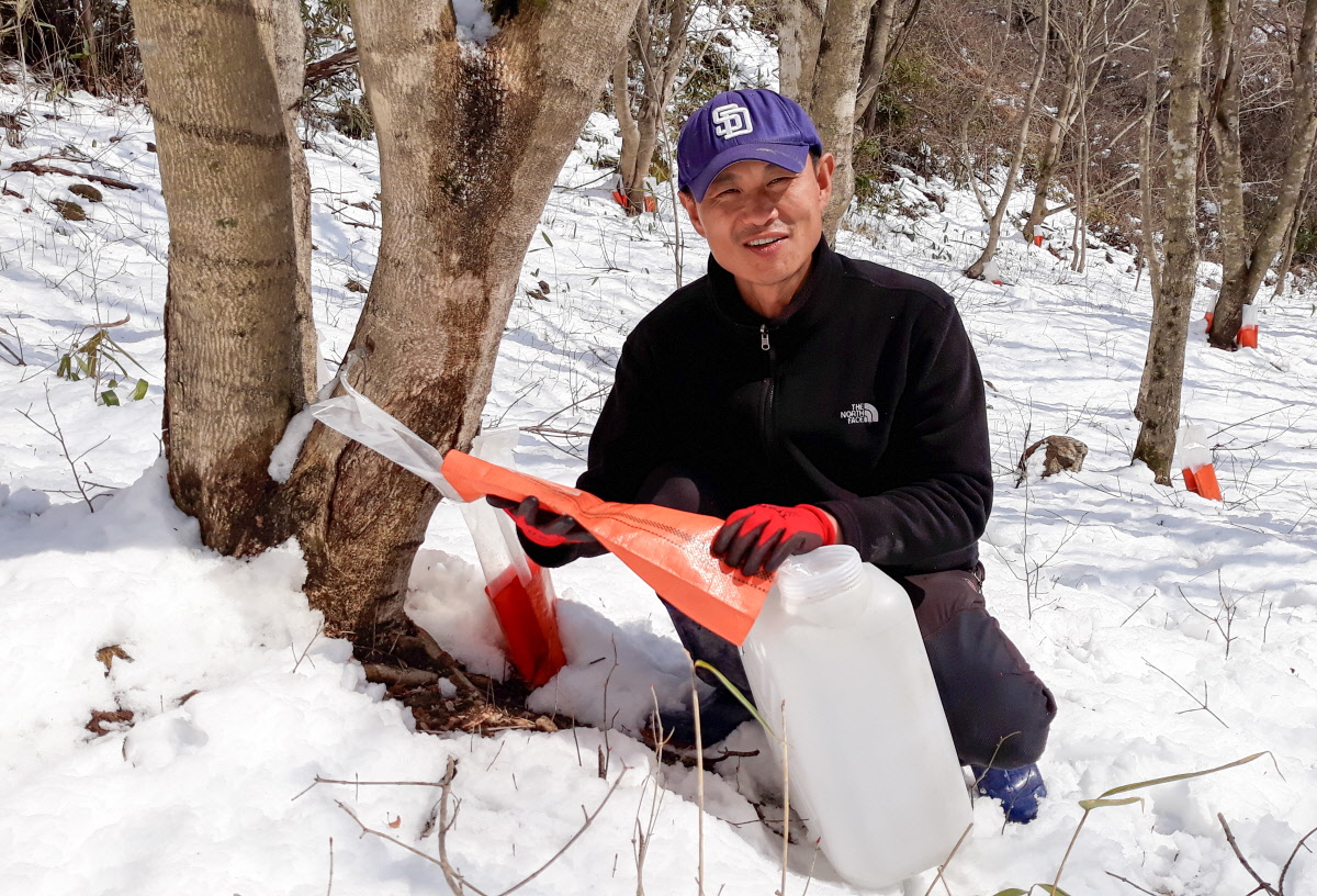 고로쇠수액을 채취하기위해 나무에서 작업을 하고 계시는 지리산 황치마을 영농조합 대표님