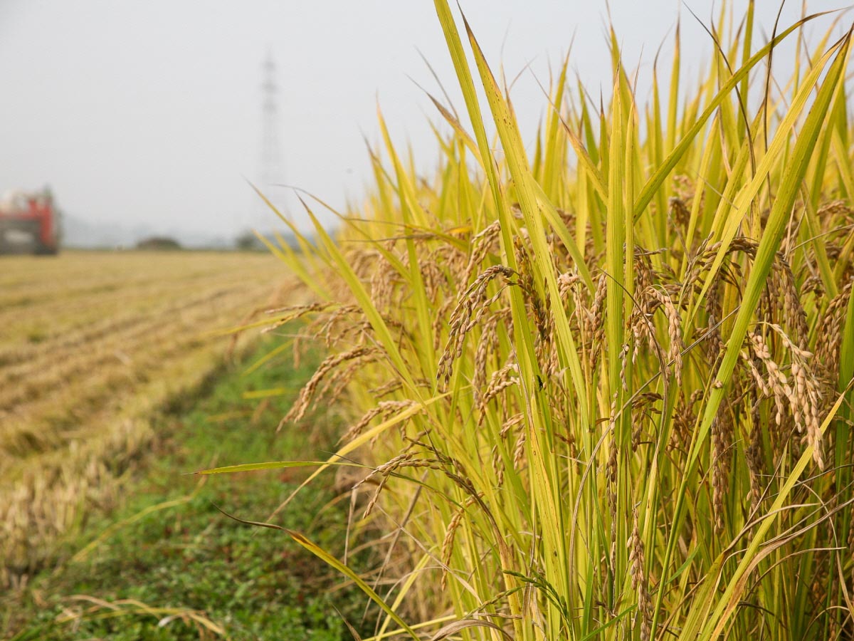 유기농 쌀 잡곡을 재배하는 모습
