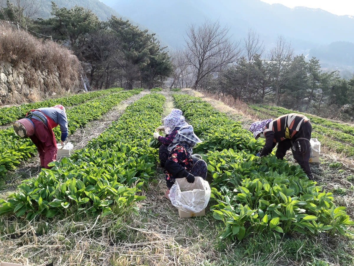 지리산 황치골 마을에서 3명의 여성농부가 산마늘 밭에서 산마늘을 수확하고 있다