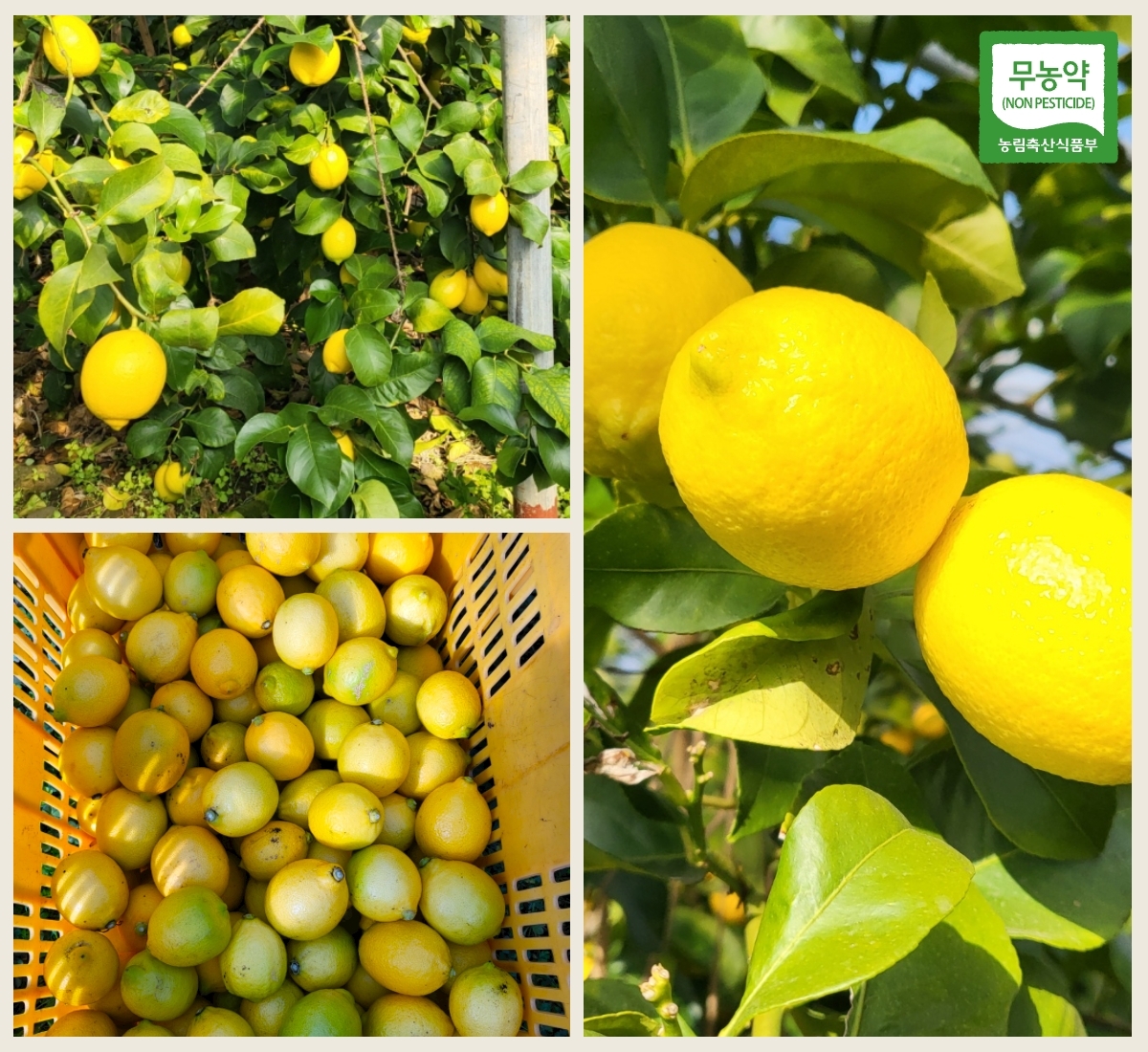국산 무농약 레몬이 잘 여물어서 가지에 달려있는 모습