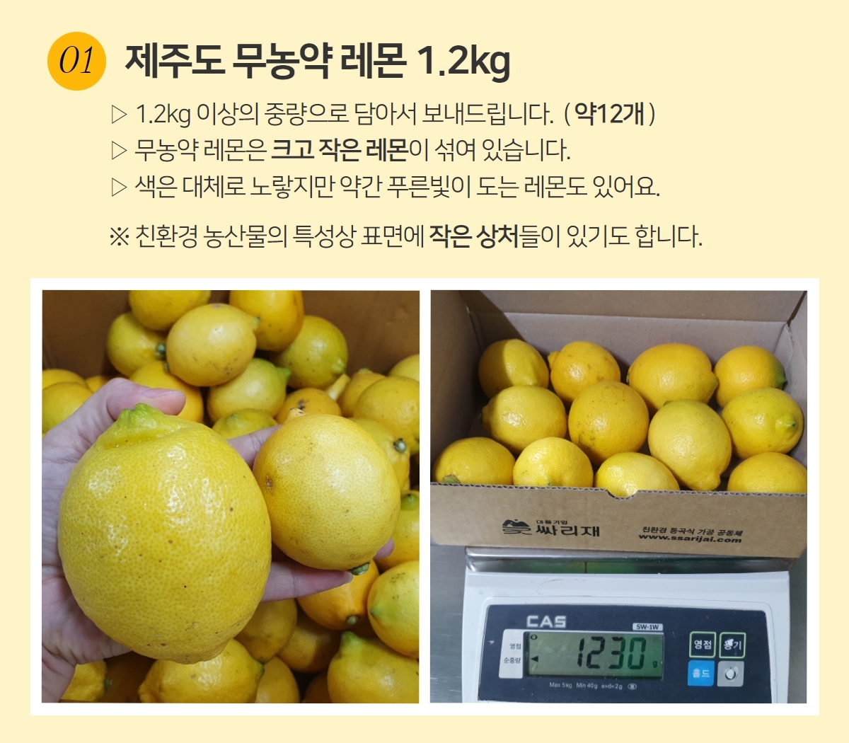 국내산 무농약 레몬을 수확한 후 크기를 비교한 사진