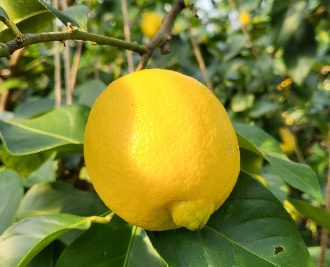 제주 무농약 레몬이 가지에 잘 매달려 있는 모습