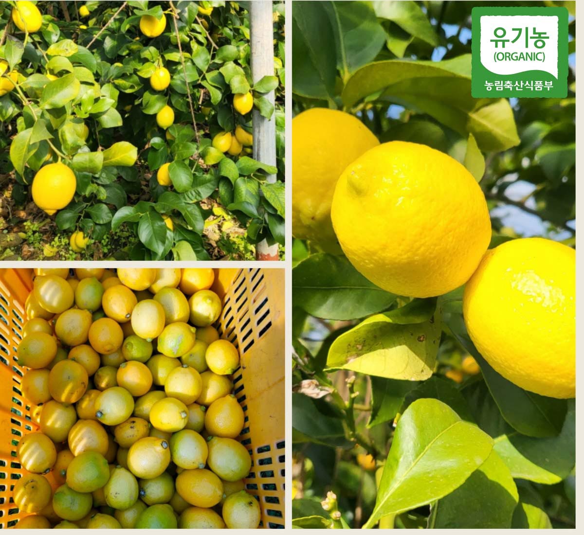 국산 무농약 레몬이 잘 여물어서 가지에 달려있는 모습