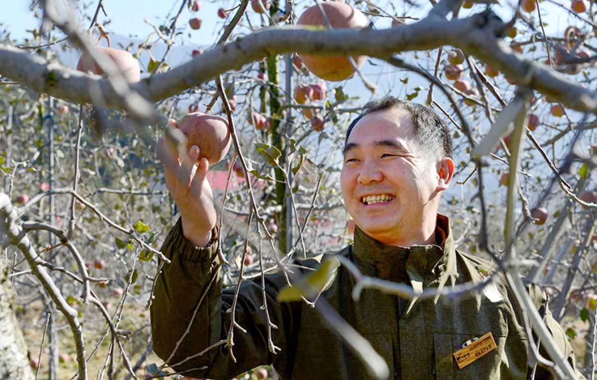 사과밭에서 하늘곳간영농조합의 생산자가 사과나무 가지에 달린 사과를 한손으로 들어 보이며 미소 짓고 있습니다.