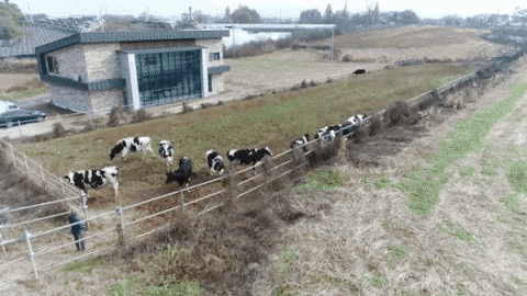 유기축산을 하고 있는 대광농장에서 초록 풀밭위에서 젖소가 뛰어 놀고 있다