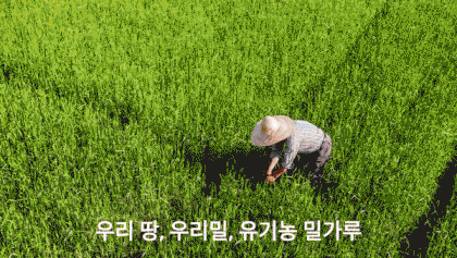 유기농 우리밀 밀밭 풍경과 농부의 손길 초록 밀밭 사이에서 농부가 허리를 숙여 밀을 살피는 모습, 자연 속에서 건강한 유기농 우리밀을 재배하는 장면