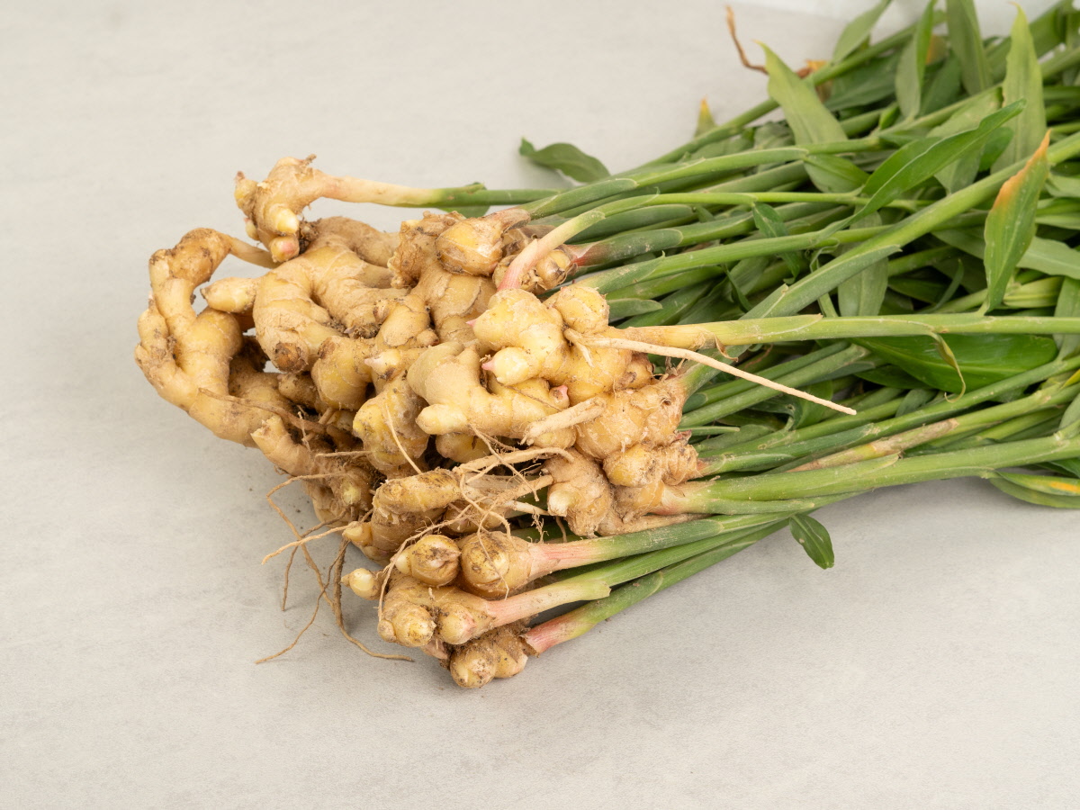 수확 직후의 싱싱한 국산생강 뿌리를 줄기째 보여주는 장면. 생강차만들기와 생강청 제조에 활용되는 주요 원재료를 강조.